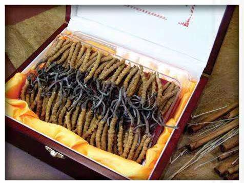 临泽冬虫夏草回收